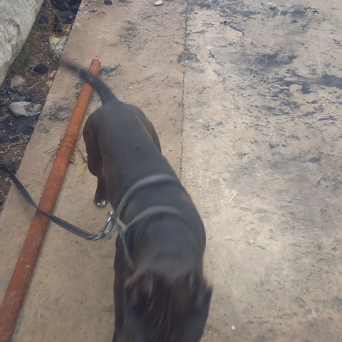 Питбул сотилади човчщслвш