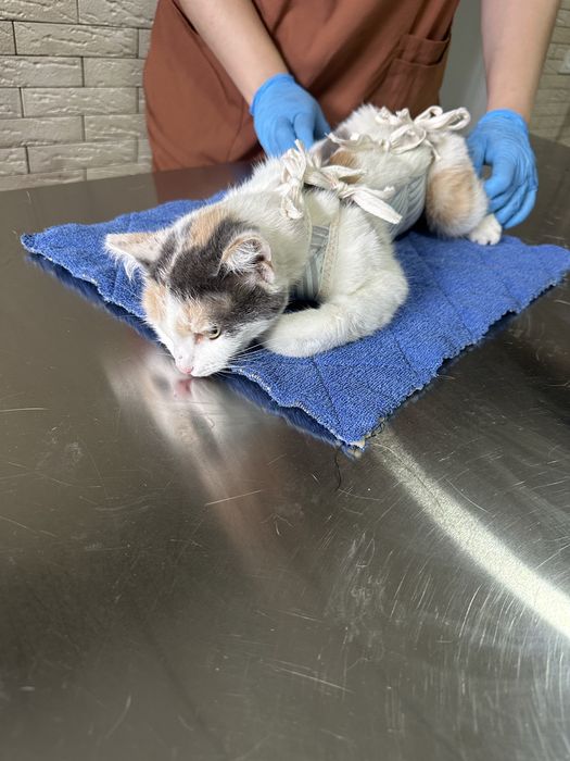 Отдается в добрые руки кошечка