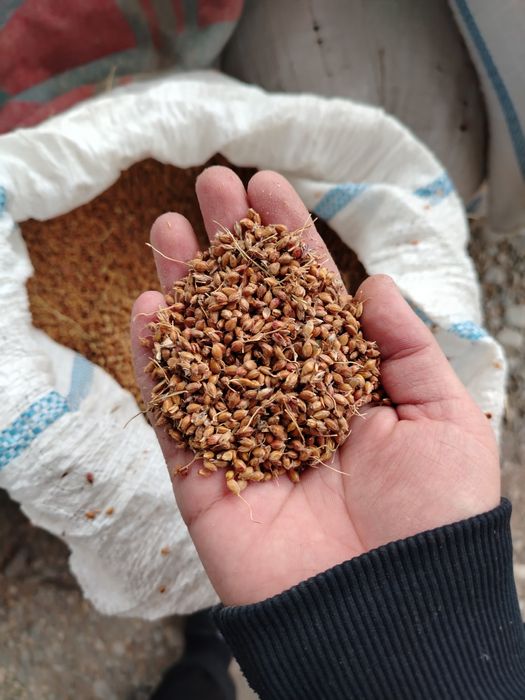 Shupurgi urug' sotiladi