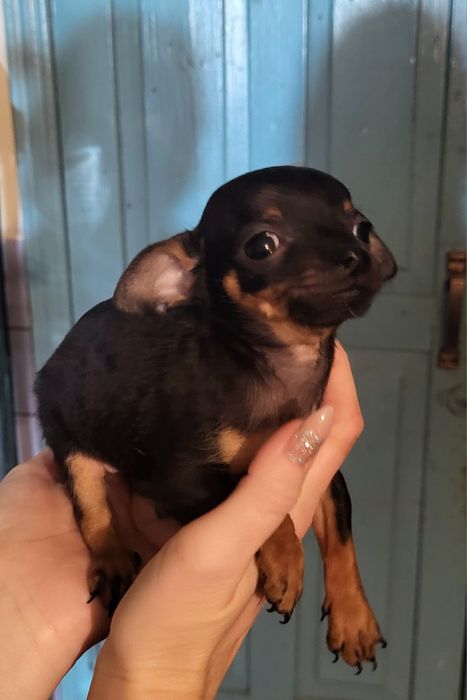 Продам щенков им 2 месяца