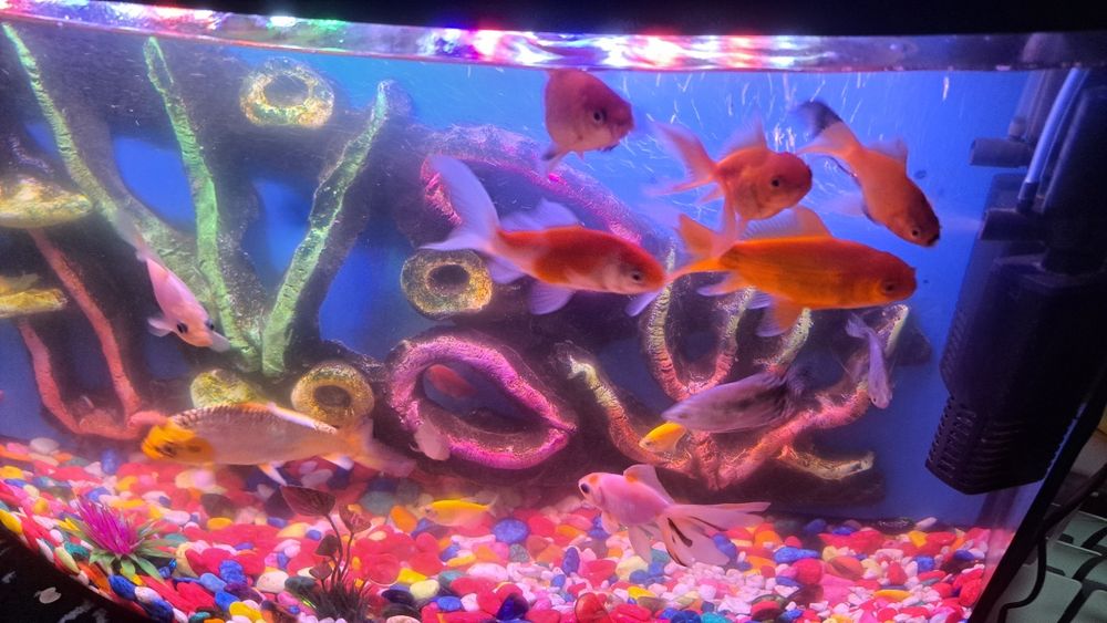 Акварийум холати зур  баликлари  билан ва абародиновалари билан