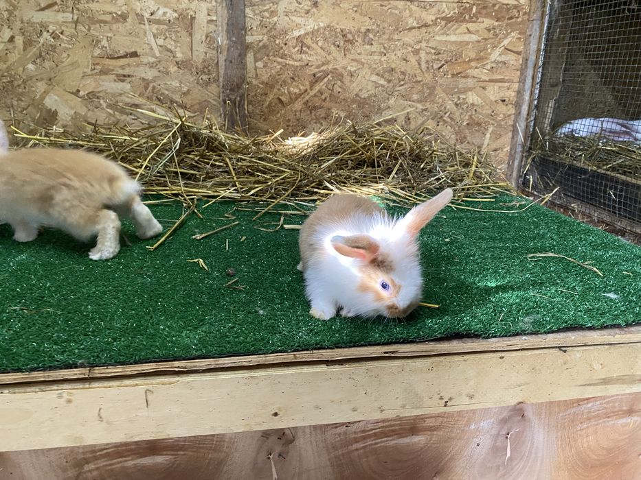 Iepuri de companie pitici cap de leu