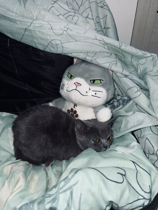 Британский котёнок, 5 месяцев — ищет дом