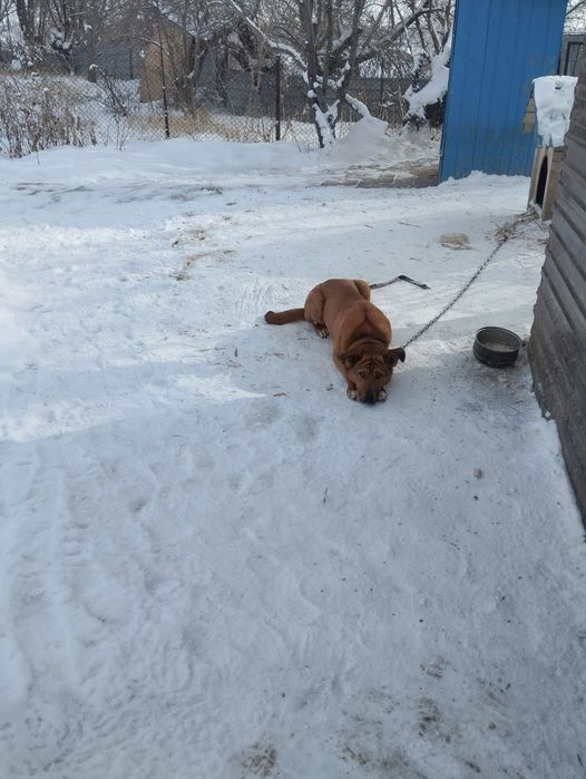 Отдам Собаку в добрые руки