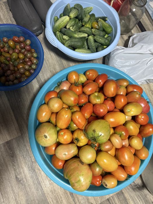 Продам помидоры и огурцы свежие