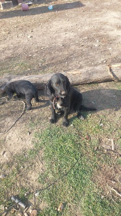 Лабрадор-спаниель