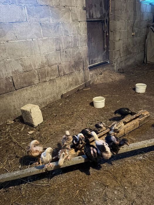 Продам даканов, бойцовские цыплята