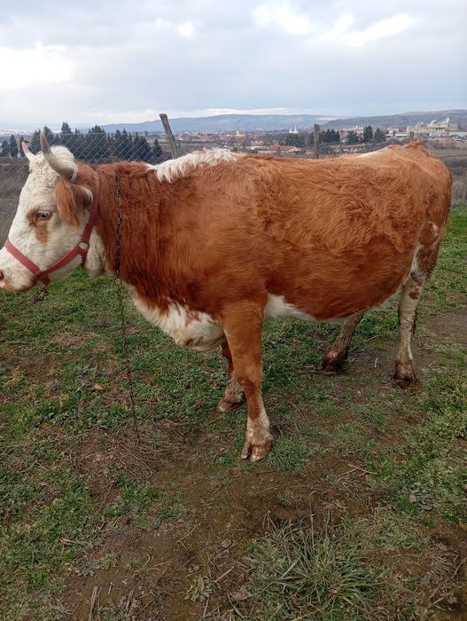 Vacă  de 4 ani. .