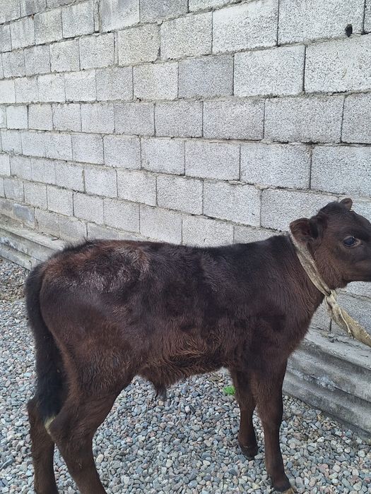 Телёнок бычок Алатау