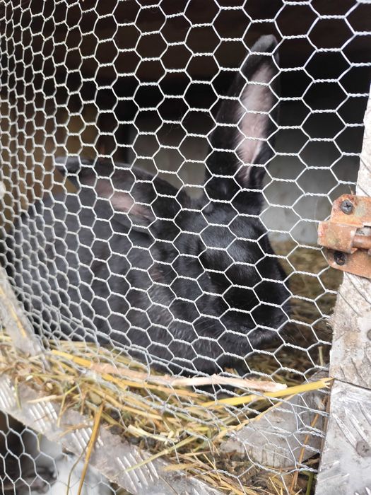 Iepuri mari Calitate