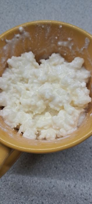 Ciuperca de chefir de lapte.