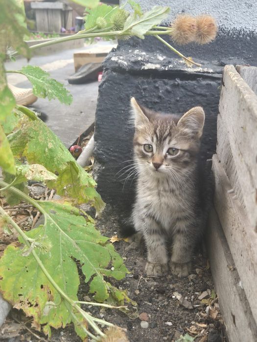 Котята, 3 месяца