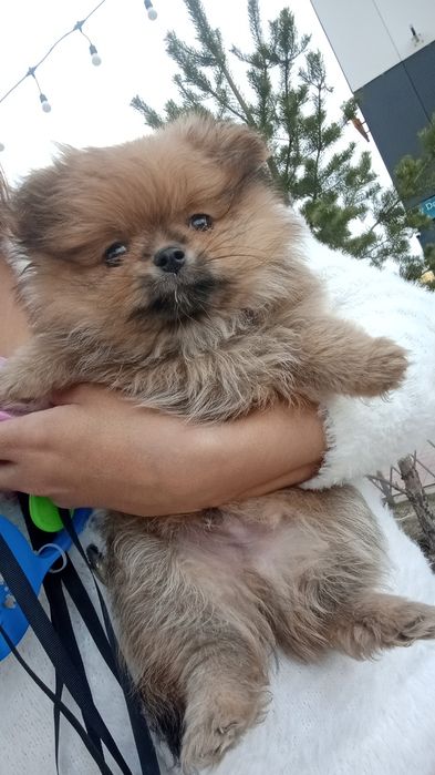 Щенок Немецкий шпиц 100.000