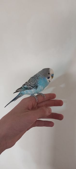 Продаю взрослого волнистого попугая, волнистые попугаи тоти.