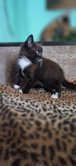 Отдам котят в добрые руки