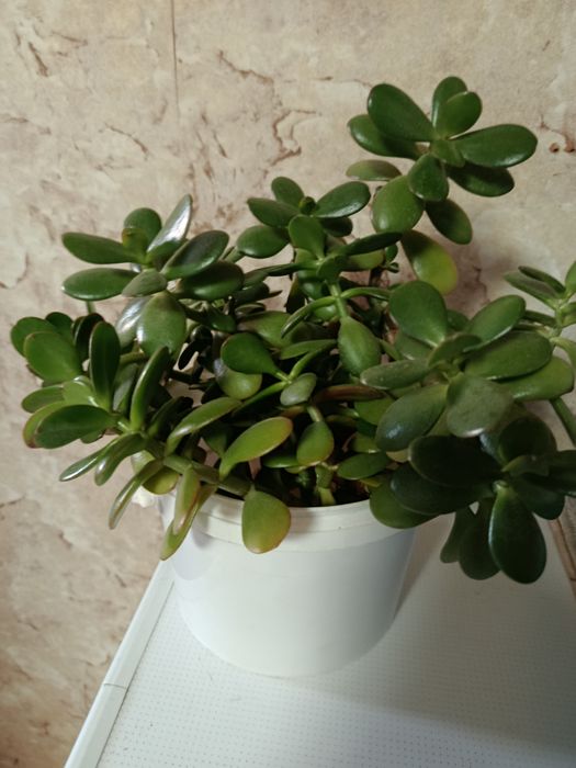 Красула или толстянка