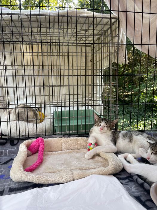 Pisicuțe pentru adopție