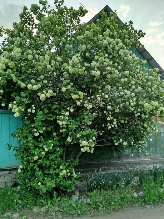 Цветы бульданежь