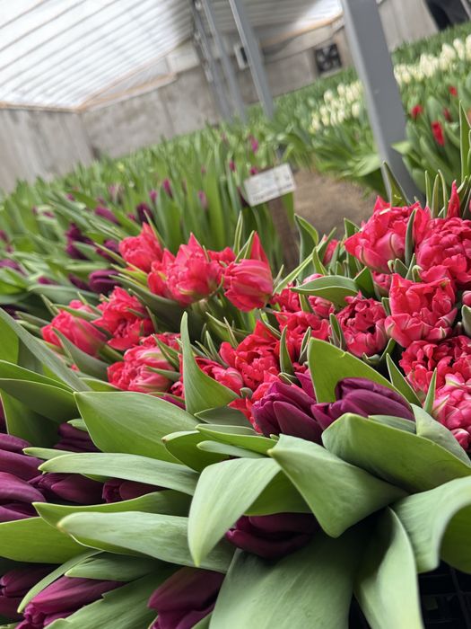 Предзаказ на тюльпаны оптом