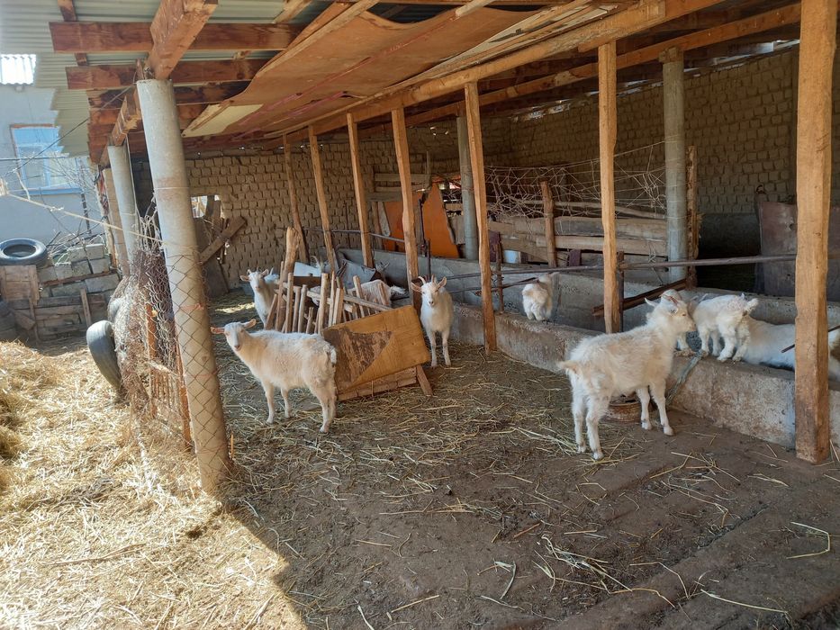 Ешкилер сатылады 8 ешки 5 лак