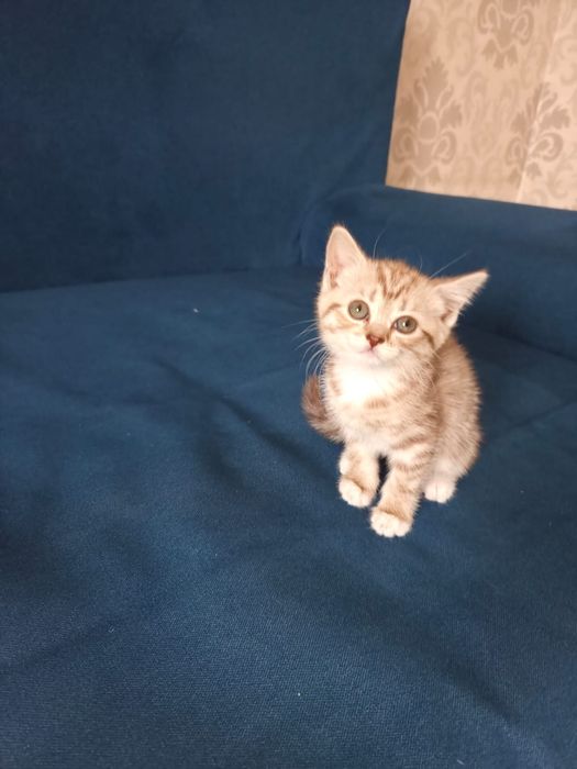 Котенок шотландский прямоухий