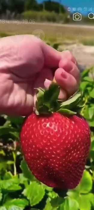 Предлагам ягоди ималини эа всеки земеделец.