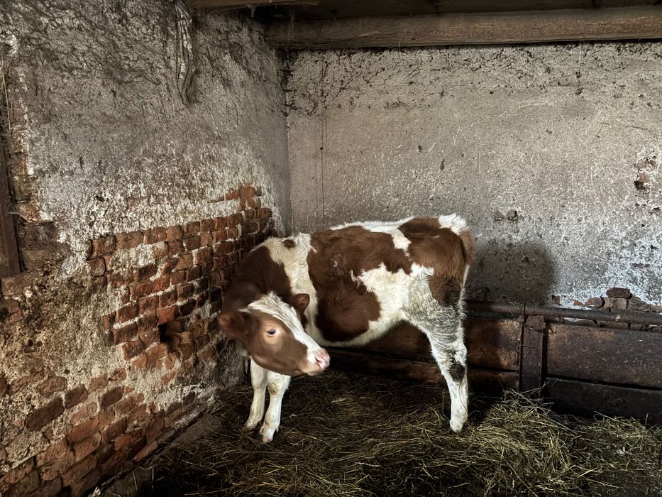 Vitea de vânzare de 8 luni în Domasnea