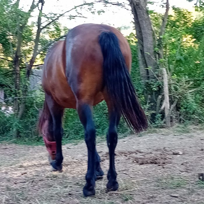 Vând mânză de 3 ani