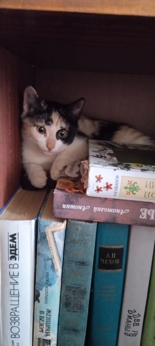 Отдам кошечку бесплатно