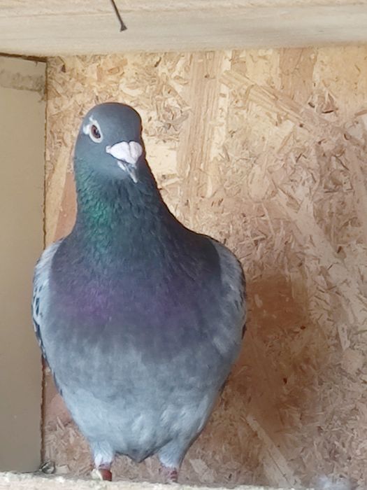 Vând porumbei pui și maturi