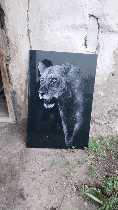 Портрет льва.продается