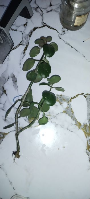 Отростки каланхоя