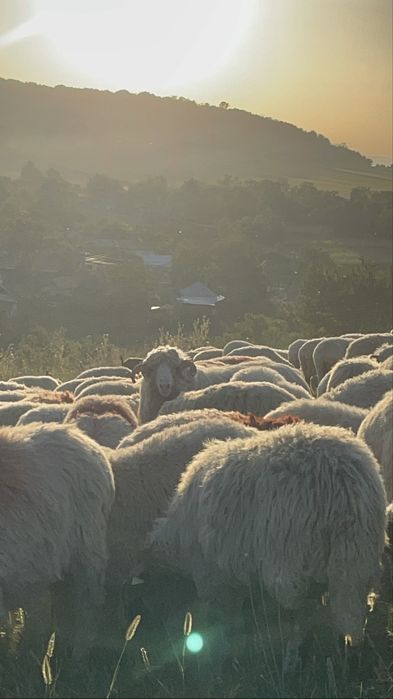 Disponibili doi berbeci Băli