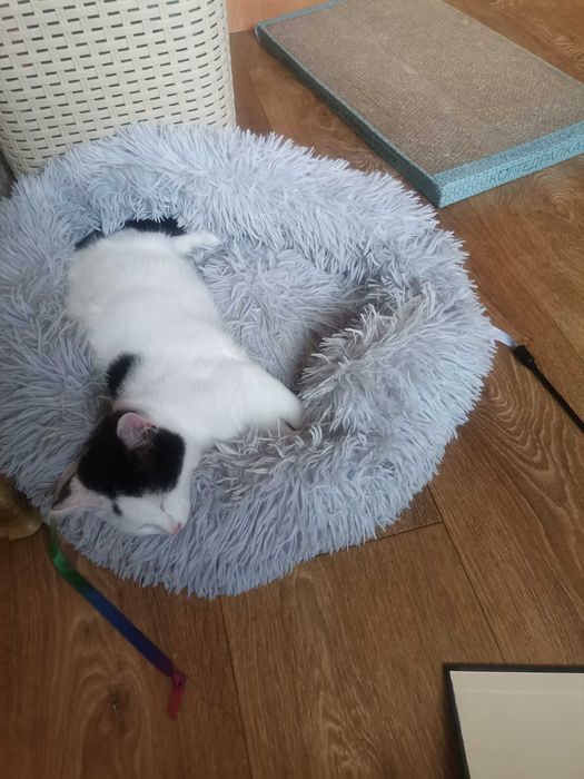 Отдадим кастрированного котика