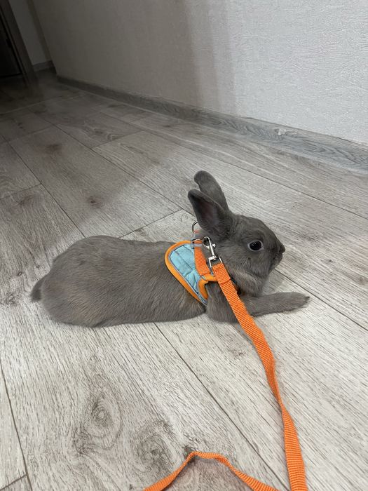 Кролик декоративный