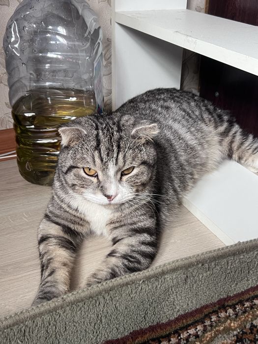 кот отдам в добрые руки