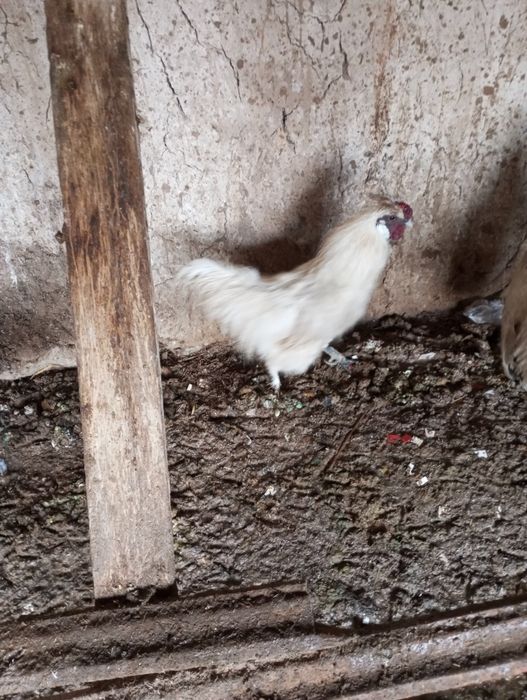 Китайский шелков