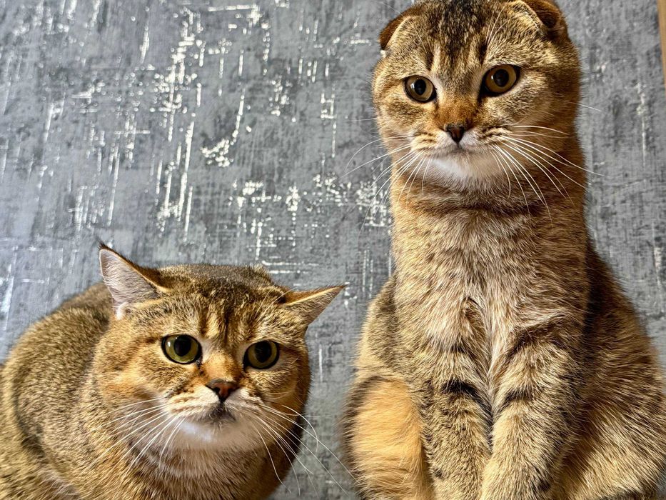 шикарная малышка шиншилла