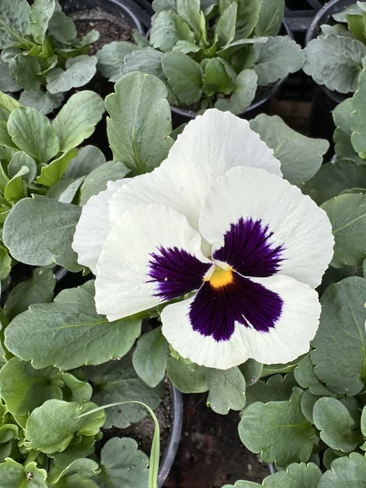 Зюмбюли и теменужки за 8-ми март