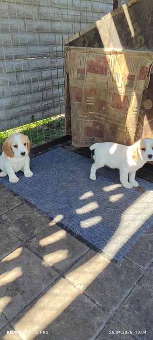 Щенки Русский- спаниель