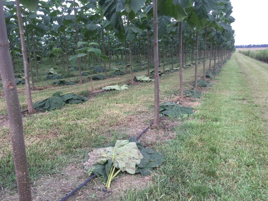 Paulownia Tomentosa - Arbori cu balot pentru aliniamente