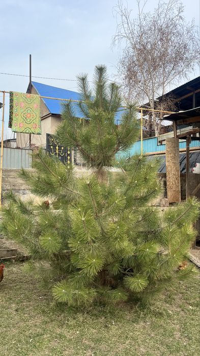 Продам крымски сосна ель тянь- шаньская срочно’’’’’’’’’’’’   3 м