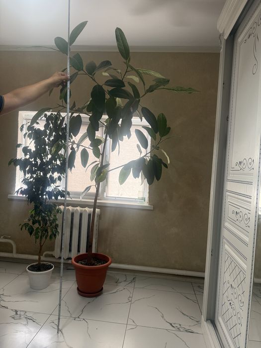 продам комнатные цветы