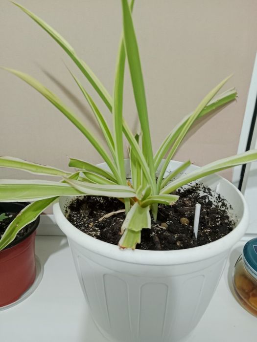 Растения  разные