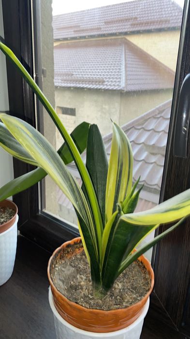 сансивиерия разные