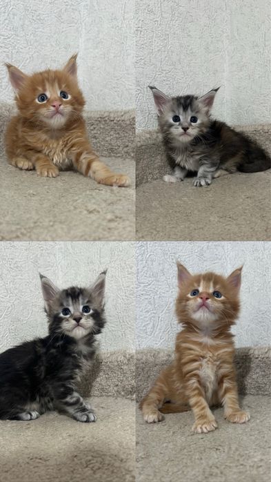 Мейн-Кун бронь продажа питомник