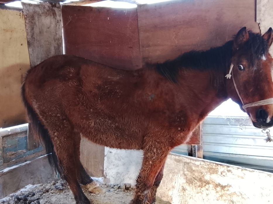 Қүнан сатылады 3-жасар