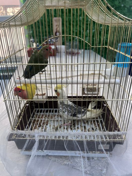 3 Попугая Дружные