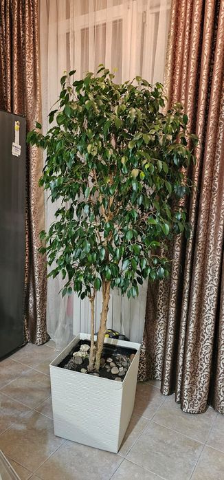 фикус  Бенжамина