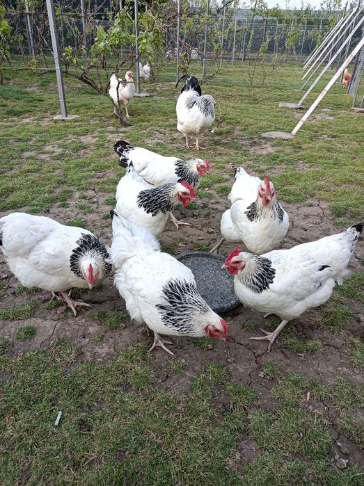 Găini de rasă disponibile pentru vînzare